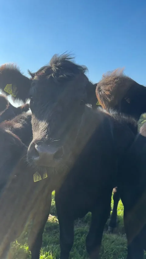 Cows on farm during summer day Stock Footage 277696322