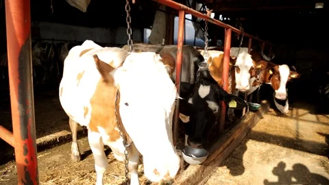 Cows On The Farm Eating Feed 스톡 동영상 99549234