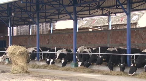 Cows on a farm eating Stock Footage 47872754