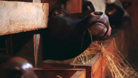 Cows on the farm in the evening Video stock 224885162