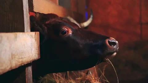 Cows on the farm in the evening Stock Footage 224885388