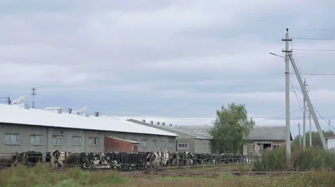 Cows on a farm far view Stock Footage 55666257