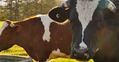 Cows in farm field Stock Footage 68897235