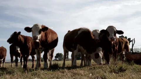 Cows on the Farm Field Video stock 150479419
