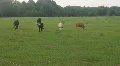 Cows At A Farm HD Footage