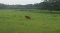 Cows At A Farm HD Footage