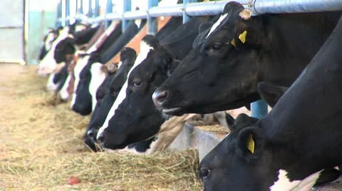 Cows on Farm Stock Footage