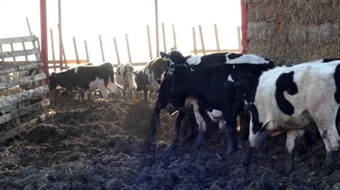 Cows on Farm Stock Footage 3128390