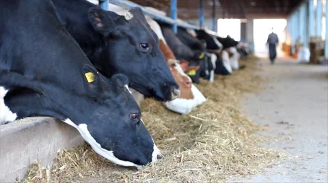 Cows on Farm Stock Footage 3129817