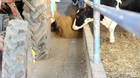 Cows on Farm Stock Footage 10823505