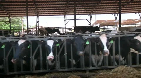 Cows in the farm Stock Footage 10916920