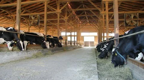 Cows on Farm Stock Footage 11135169