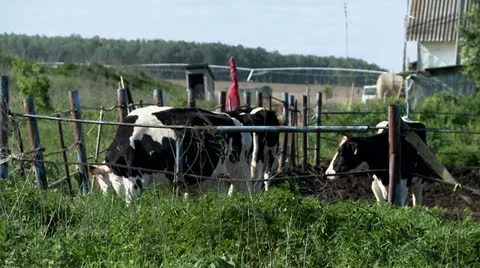 Cows on farm Stock Footage 11439058