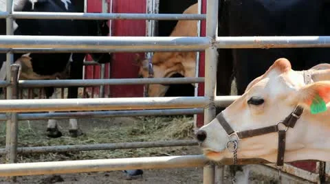 Cows at the farm 스톡 동영상 12202514
