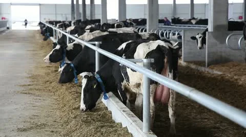 Cows on Farm Stock Footage 21436735