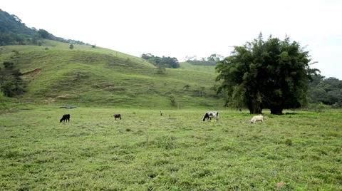 Cows in the farm Stock Footage 34006571