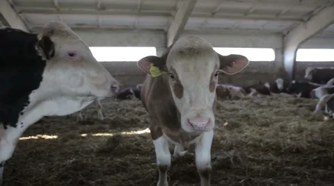 Cows on the farm Video stock 45199691