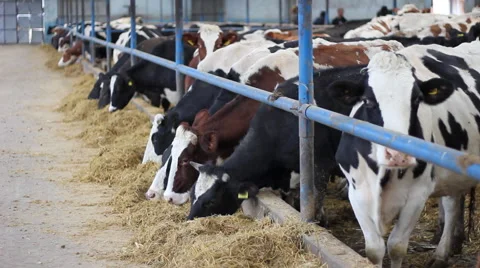 Cows on Farm Stock Footage 46139120