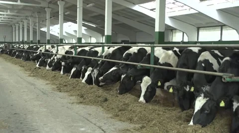 Cows on a farm Stock Footage 48269841