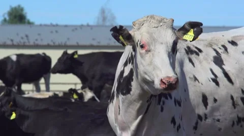 Cows on the farm Stockbeeldmateriaal 51782405