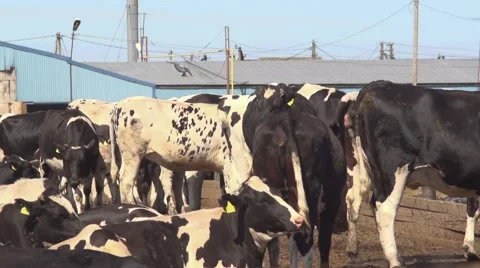 Cows on the farm Vidéo 51782489
