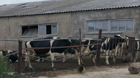 Cows on the farm Stock Footage 55666338