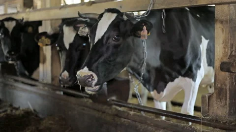 Cows on a farm Stock Footage 56233292