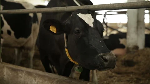 Cows on farm Stock Footage 60072786