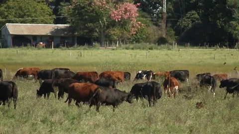 Cows on the farm Video stock 78655657