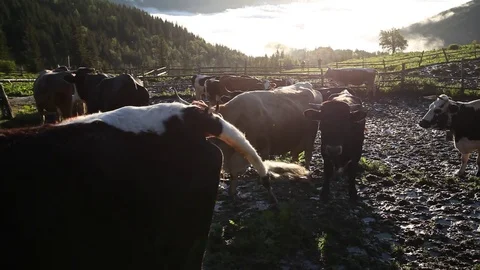 Cows at the farm Stock Footage 79340791