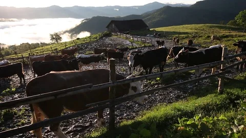 Cows at the farm Stock Footage 79340867