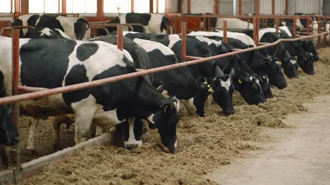 Cows In The Farm Stock Footage 86949240