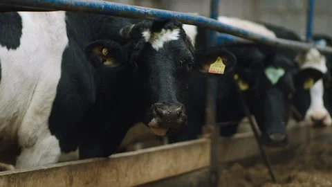 Cows In The Farm Stock-Footage 86949363