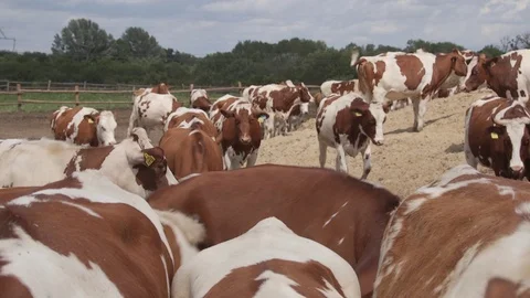 Cows in a farm Stock Footage 92588167