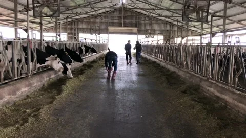 Cows in the farm. Stock Footage 97387230