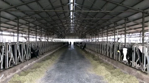 Cows in the farm. Stock Footage 97387279