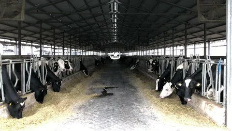 Cows in the farm. Stock Footage 97387675