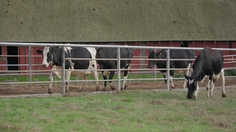 Cows On The Farm Video stock 97606616