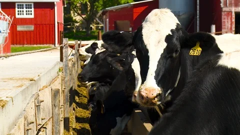 Cows on the Farm Stock Footage 115279632