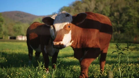 Cows on a farm Stock Footage 128784396