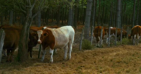 Cows in a farm Stock-Footage 140290711