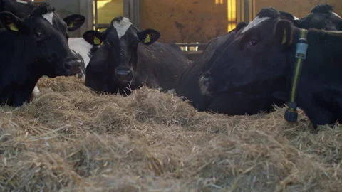 Cows in farm Stock Footage 148770466