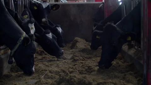 Cows in the farm Stock Footage 148781179