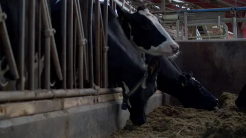 Cows in the farm Stock Footage 148784795