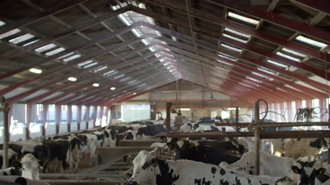Cows farm Stock Footage 148786271