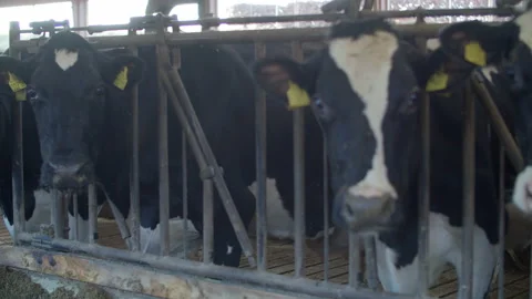 Cows in farm Stock Footage 149516556