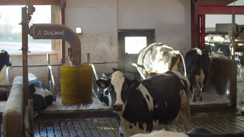 Cows farm Stock Footage 149517147