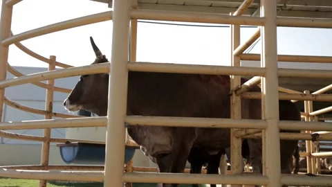 Cows on farm Video stock 150479416