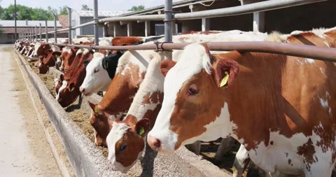 Cows in Farm Stock Footage 155411808
