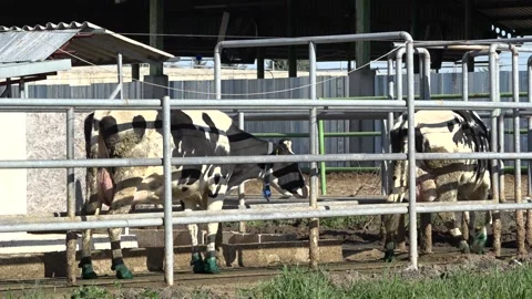 Cows in a farm Stock Footage 178037287